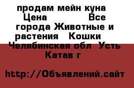 продам мейн куна › Цена ­ 15 000 - Все города Животные и растения » Кошки   . Челябинская обл.,Усть-Катав г.